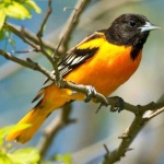 image of oriole