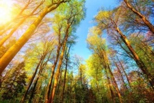 image of sunny