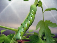 image of animal