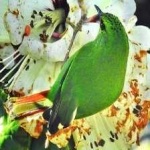 image of bird