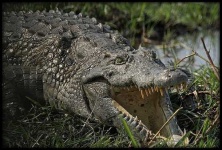image of african_crocodile