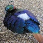 image of bird