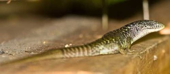 image of alligator_lizard