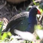 image of bird