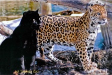 image of jaguar_car
