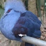image of bird