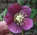 image of flower