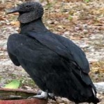 image of bird