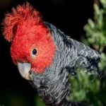 image of bird