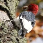 image of red_headed_woodpecker #26