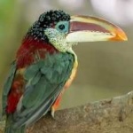 image of bird