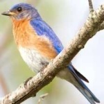 image of bird