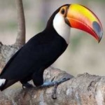 image of bird