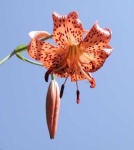 image of flower