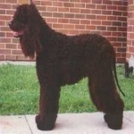 image of irish_spaniel #2