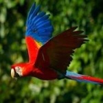 image of bird