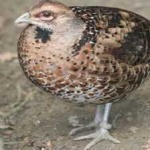 image of bird