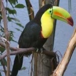 image of bird