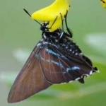 image of animal