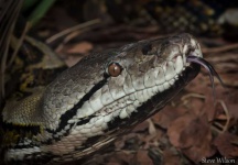 image of animal