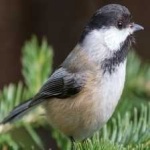 image of bird