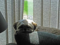 image of shih_tzu