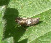 image of leafhopper #5