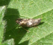 image of leafhopper