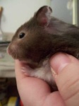 image of hamster