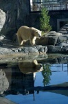 image of ice_bear