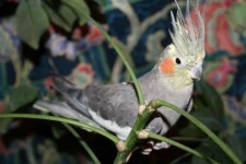 image of cockatiel