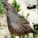 image of bird