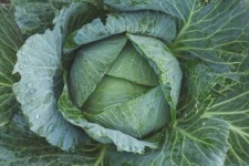 image of damage_to_cabbage_leaves
