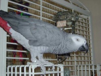 image of african_grey