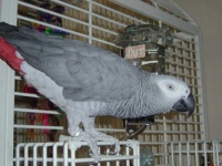 image of african_grey #8