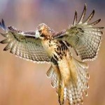 image of bird