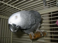 image of african_grey