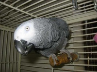 image of african_grey #1