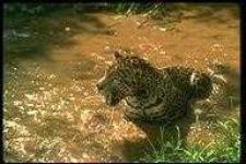 image of animal