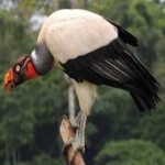 image of bird