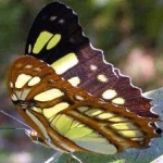 image of animal