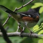image of bird