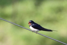 image of water_ouzel
