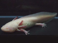 image of axolotl