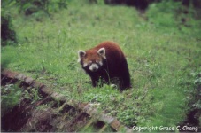 image of lesser_panda #6