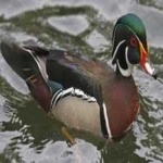 image of wood_duck #5