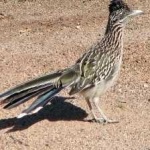 image of bird
