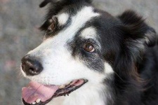 image of border_collie