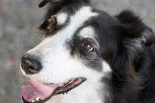 image of border_collie #9