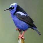 image of bird